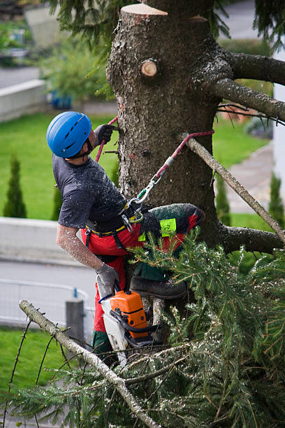 Trusted Oakdale, NY Tree Removal Experts